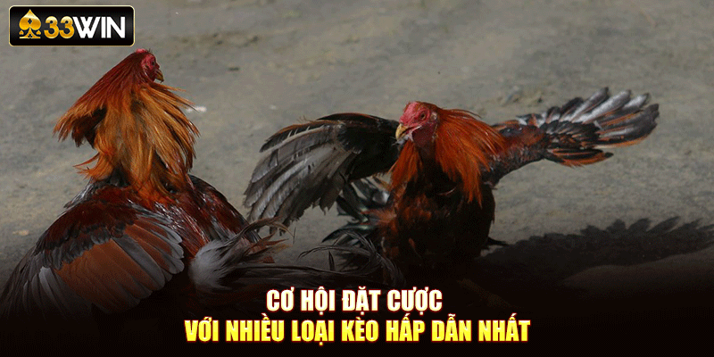 Cơ hội đặt cược với nhiều loại kèo hấp dẫn nhất