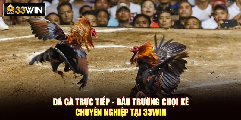 Đá Gà Trực Tiếp - Đấu Trường Chọi Kê Chuyên Nghiệp Tại 33Win
