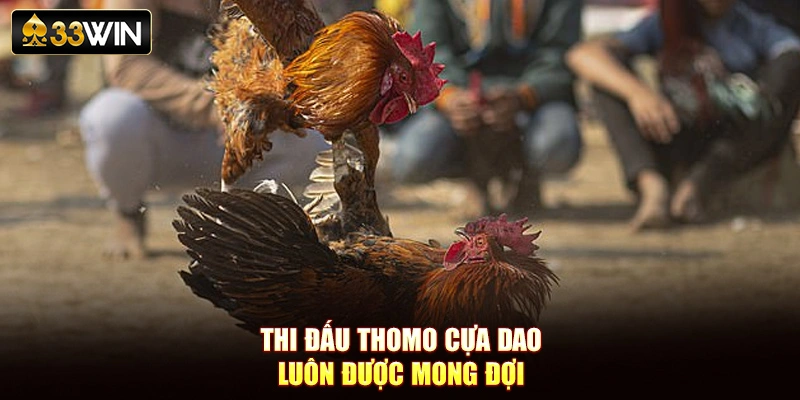 Thi đấu Thomo cựa dao luôn được mong đợi