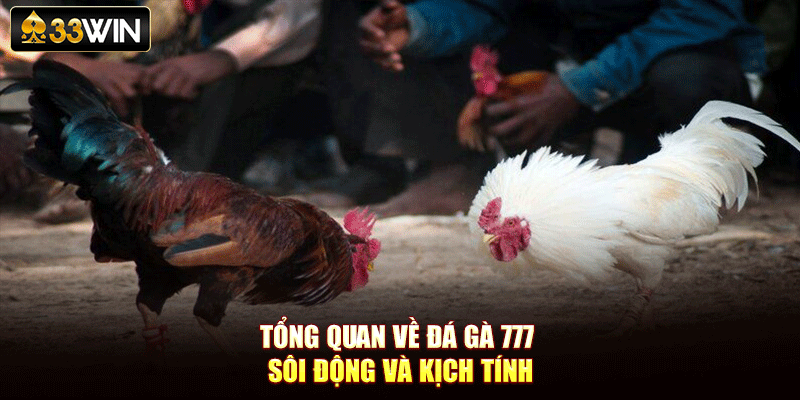 Tổng quan về đá gà 777 sôi động và kịch tính