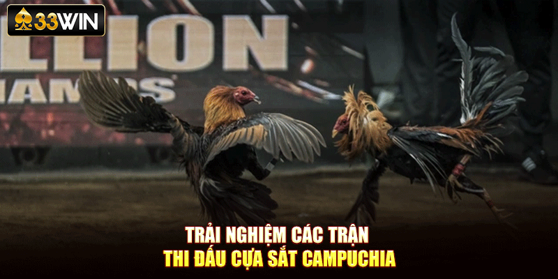 Trải nghiệm các trận thi đấu cựa sắt Campuchia