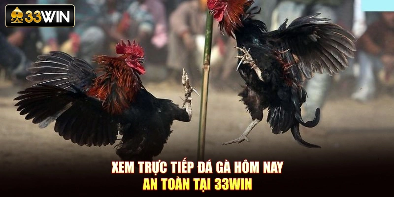 Xem trực tiếp đá gà hôm nay an toàn tại 33Win